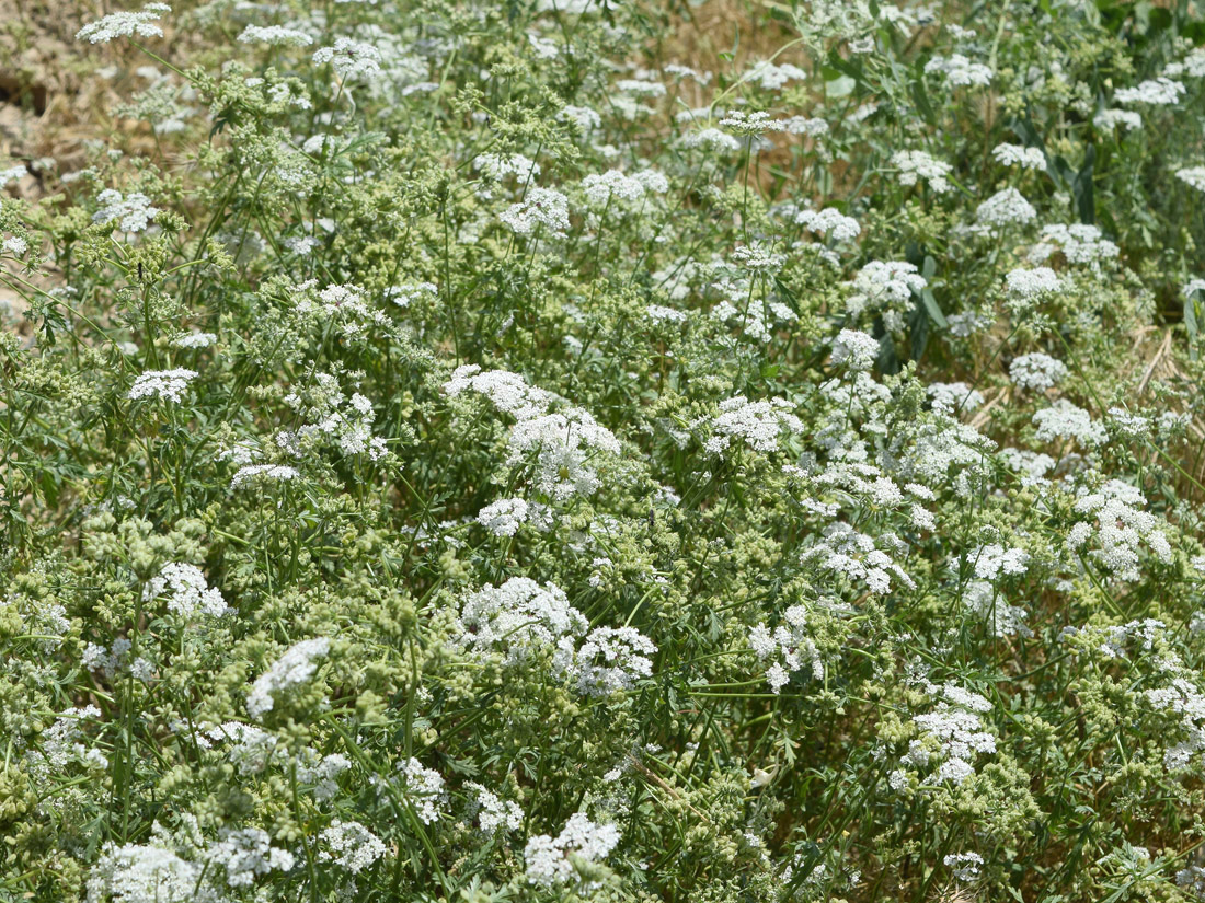 Image of Eremodaucus lehmannii specimen.