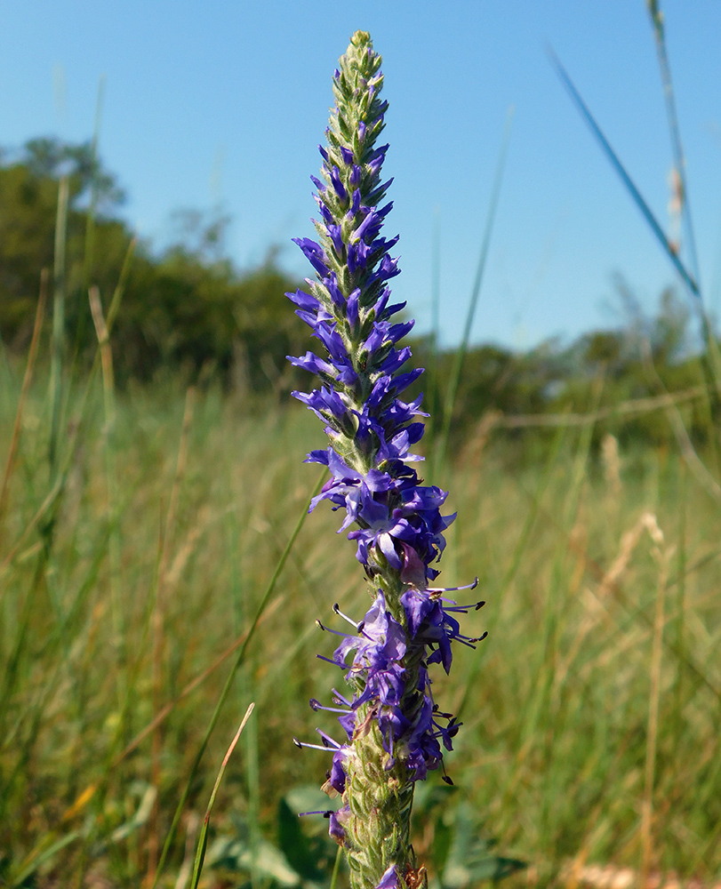 Image of Veronica barrelieri specimen.