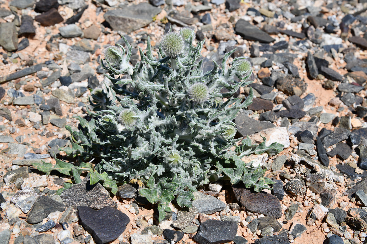 Image of Echinops nanus specimen.