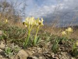 Iris pumila. Цветущие растения. Краснодарский край, Крымский р-н, окр. станицы Неберджаевская, задернованное скальное обнажение на месте старого заросшего карьера. 02.04.2025.