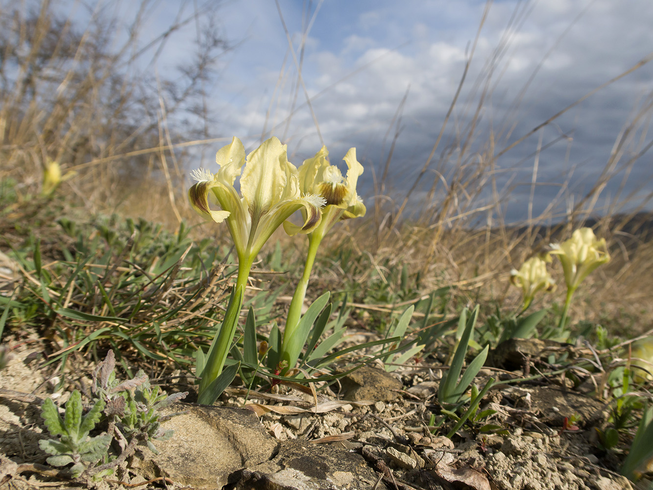 Image of Iris pumila specimen.