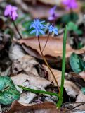 Scilla bifolia. Цветущее растение. Краснодарский край, Сочи, Хостинский р-н, Змейковские водопады, широколиственный лес. 11.03.2025.