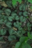 Cyclamen coum. Вегетирующие растения. Республика Адыгея, Майкопский р-н, между переправой через Сюк и штольней №3, широколиственный лес. 2 мая 2018 г.