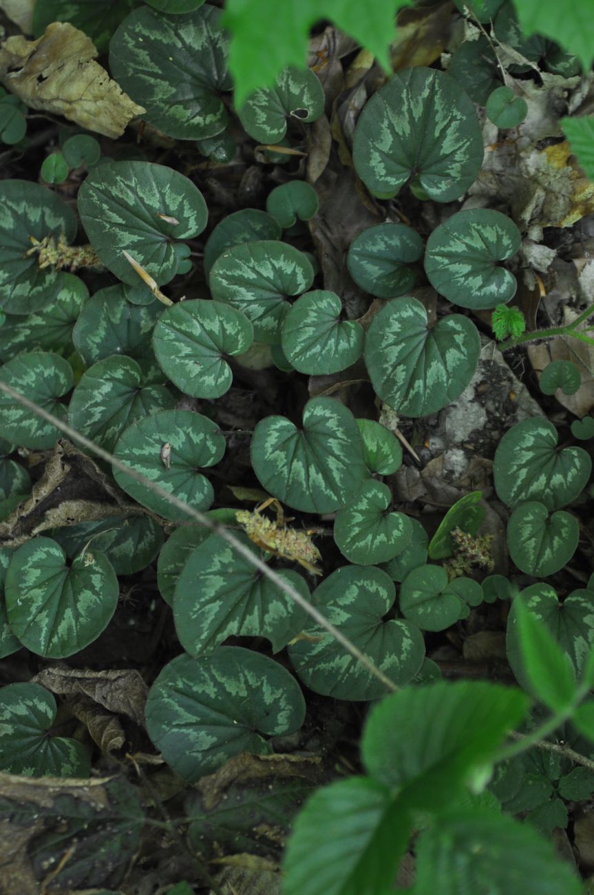 Image of Cyclamen coum specimen.