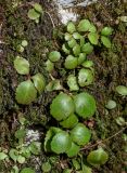 View full-size image Chiastophyllum oppositifolium
