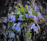Смотреть изображение Viola rupestris
