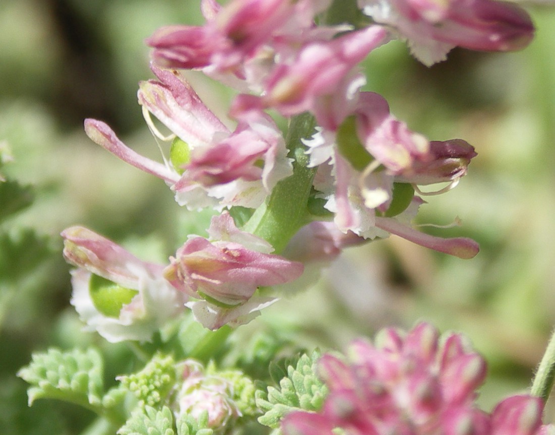 Изображение особи Fumaria densiflora.