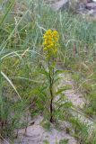 Solidago virgaurea ssp. lapponica