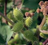 Смотреть изображение Xanthium orientale
