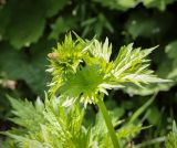 Смотреть изображение Aconitum orientale