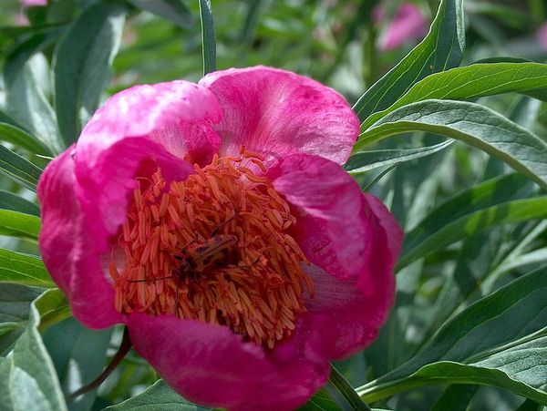 Image of Paeonia anomala specimen.