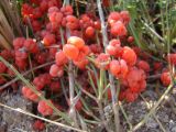 Смотреть изображение Ephedra distachya