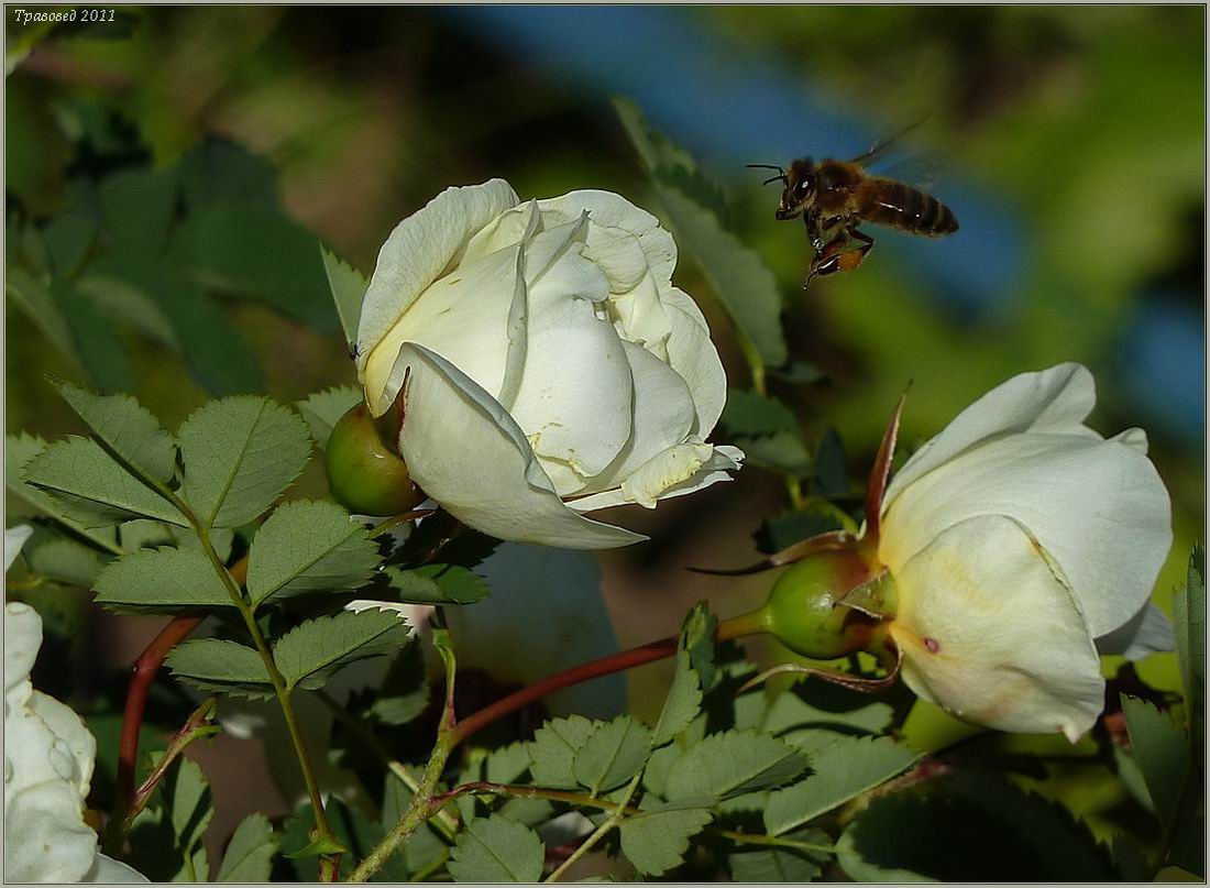 Image of Rosa spinosissima specimen.