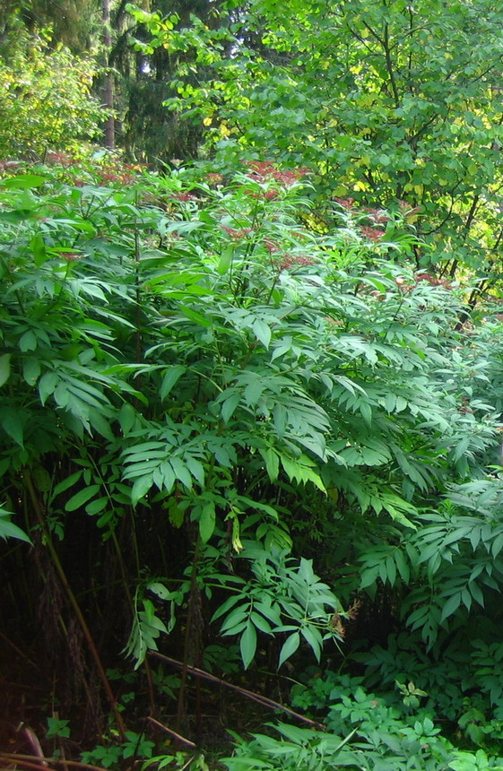 Изображение особи Sambucus ebulus.