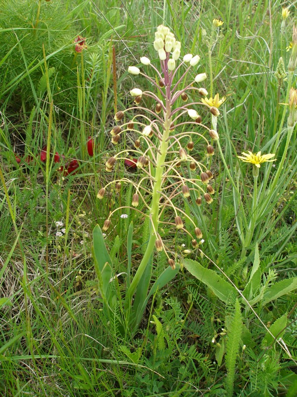 Image of Bellevalia sarmatica specimen.