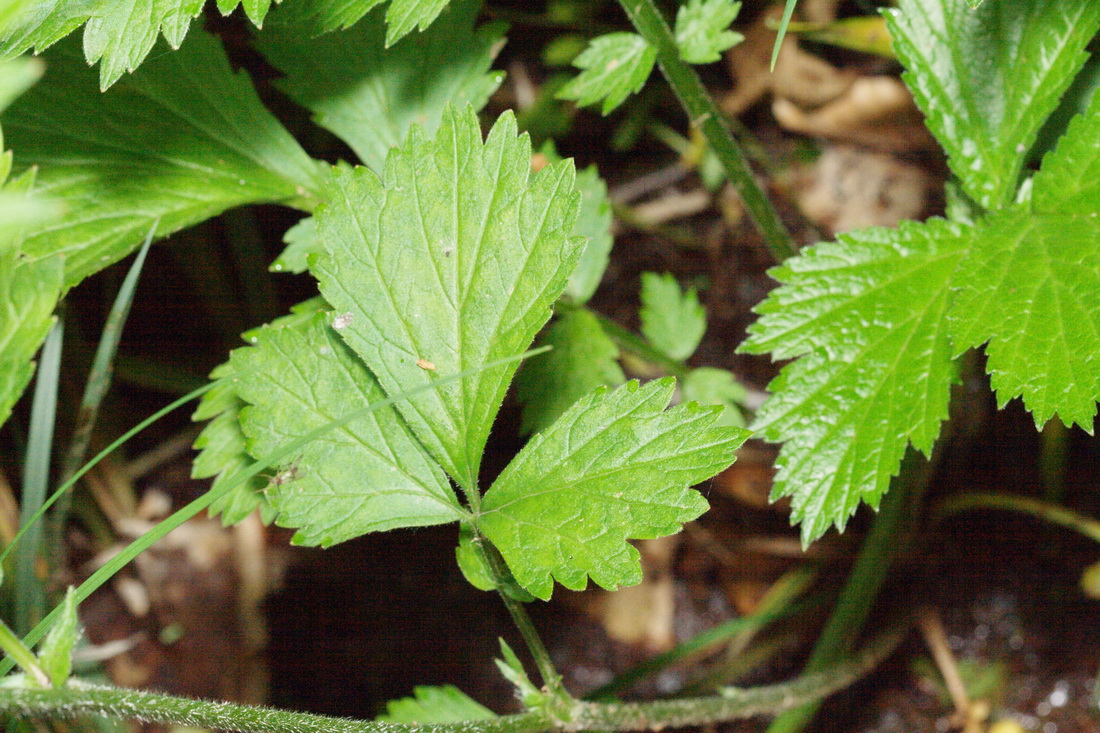 Image of Geum rivale specimen.