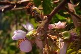 Rubus ulmifolius