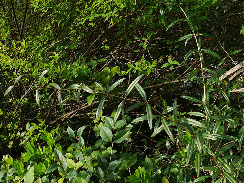 Image of Berberis soulieana specimen.