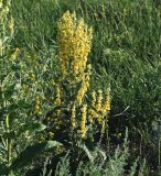 Verbascum lychnitis