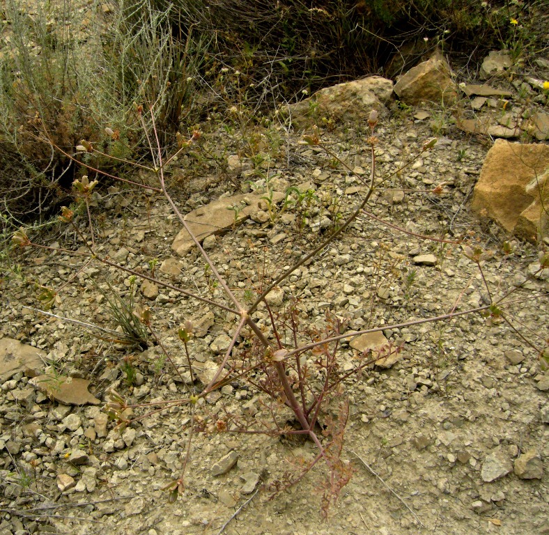 Image of Bunium longipes specimen.