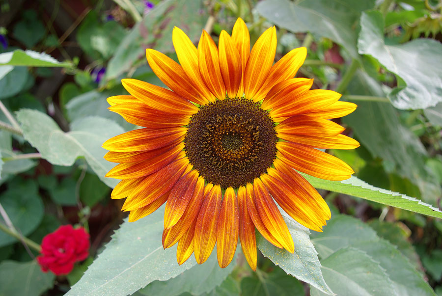 Image of Helianthus annuus specimen.