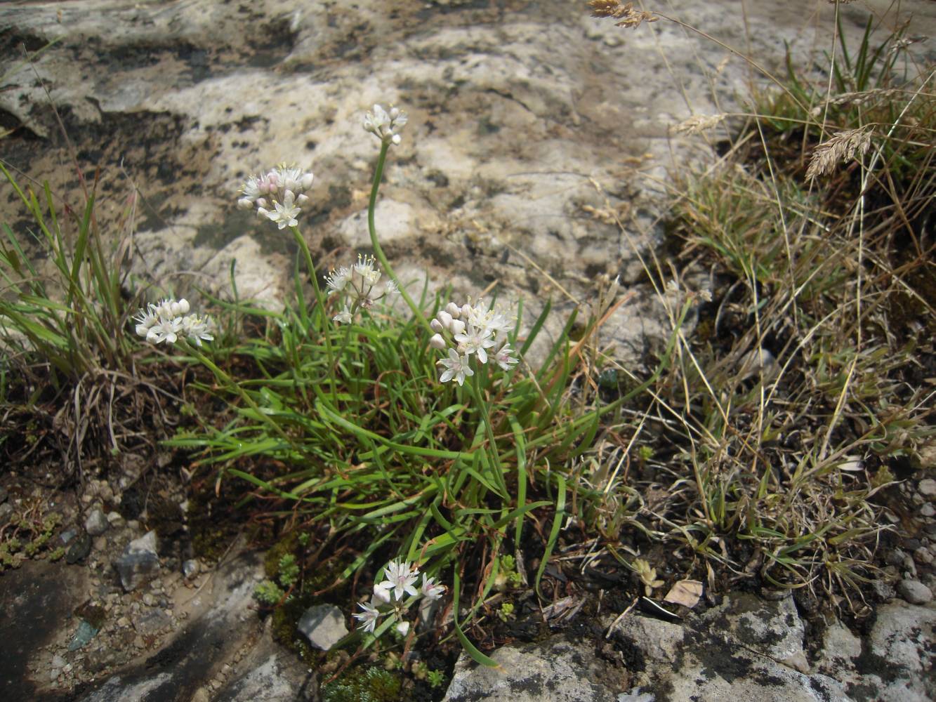 Image of Allium denudatum specimen.