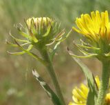 Inula caspica. Распускающиеся соцветия. Краснодарский край, Ейский п-ов, коса Долгая, берег внутреннего водоёма. 11.07.2012.