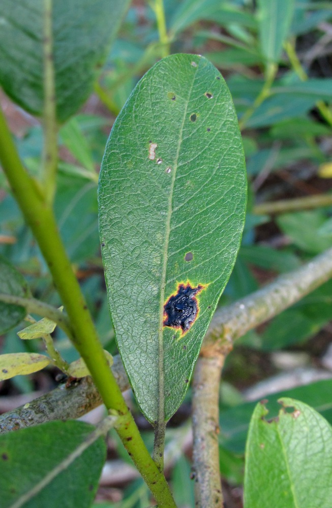 Image of genus Salix specimen.