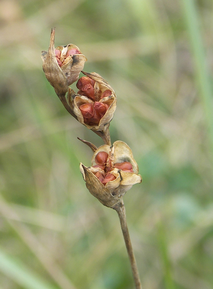 Image of Gladiolus tenuis specimen.