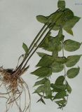Vincetoxicum rossicum