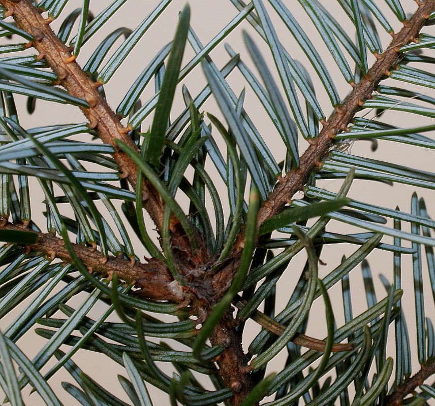 Image of Picea omorika specimen.