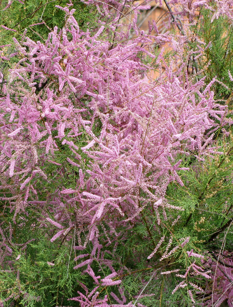 Image of Tamarix gallica specimen.