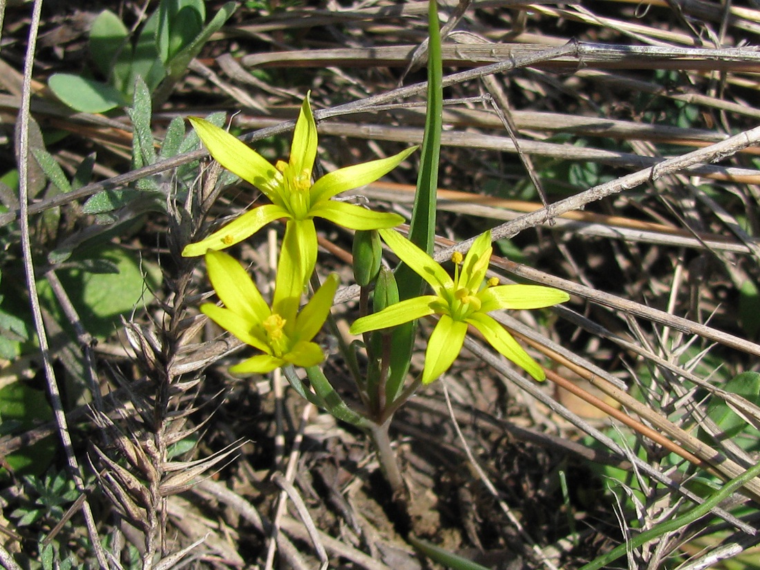 Image of genus Gagea specimen.