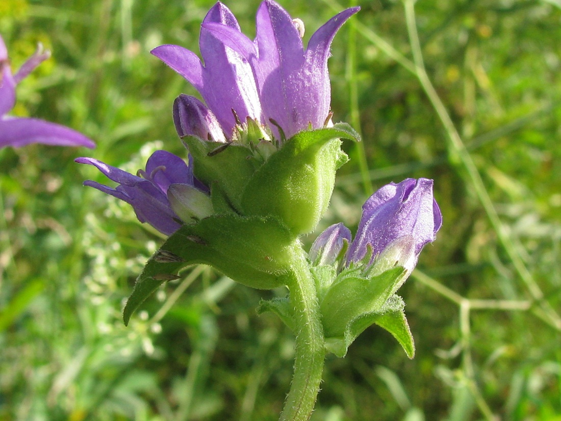 Image of Campanula farinosa specimen.