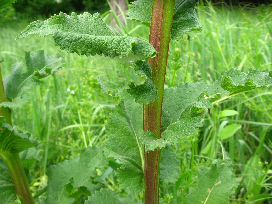 Image of Verbascum laxum specimen.