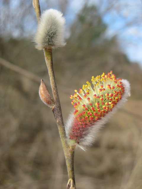 Image of Salix lapponum specimen.