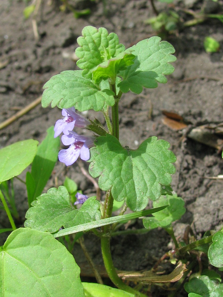 Image of Glechoma hederacea specimen.