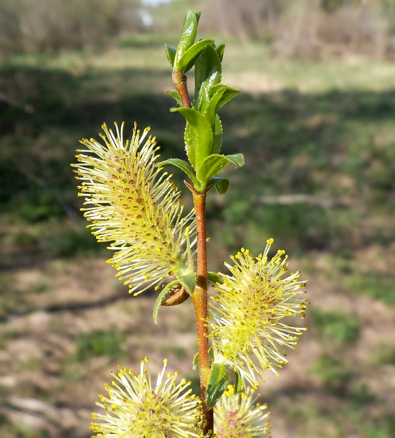 Image of Salix hexandra specimen.