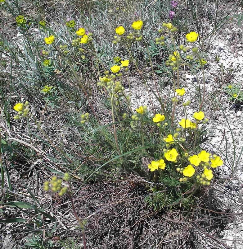 Image of Potentilla volgarica specimen.