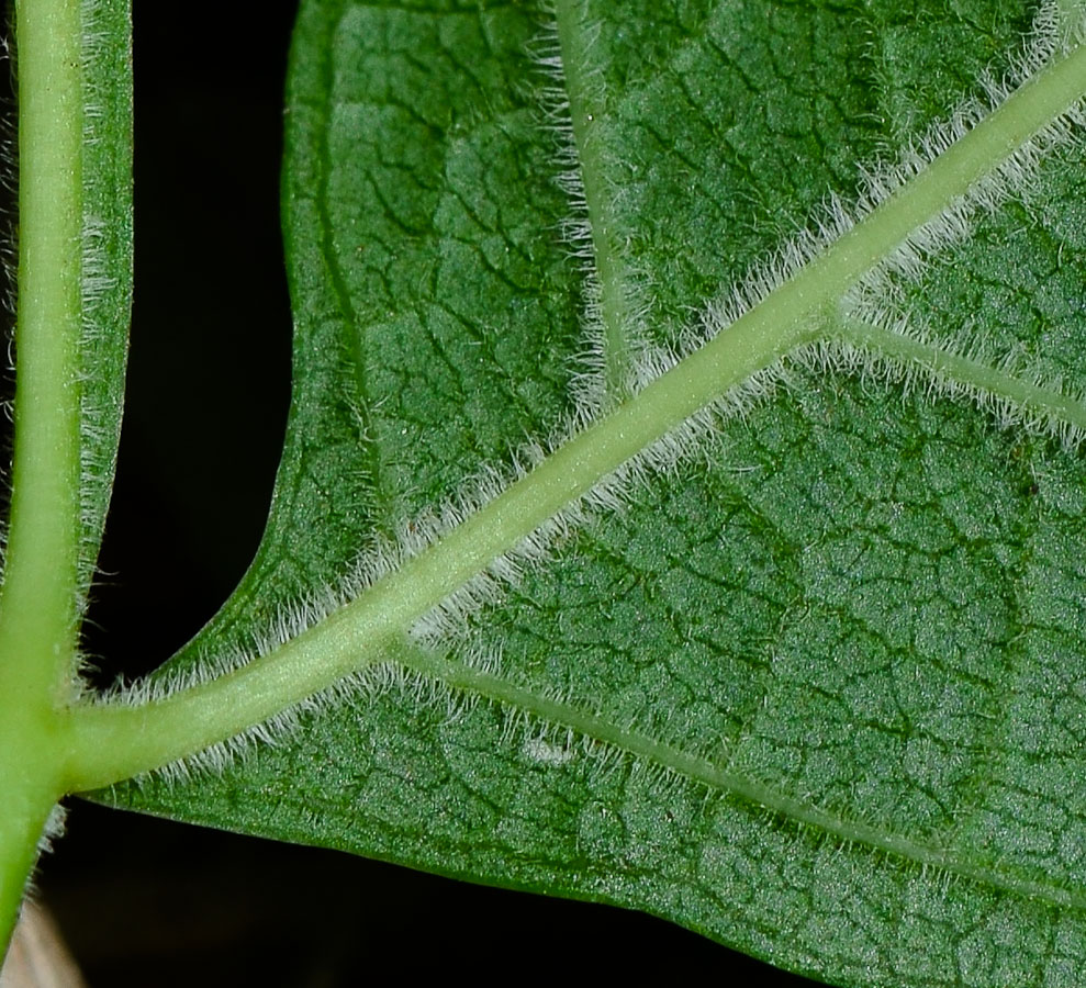 Изображение особи Campsis radicans.