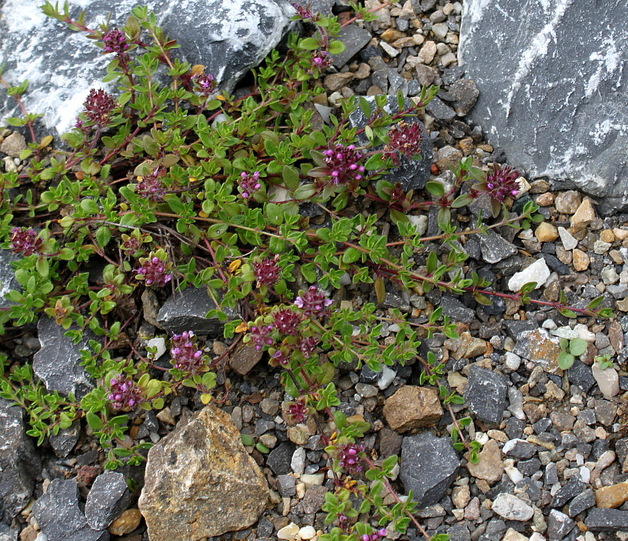 Изображение особи род Thymus.