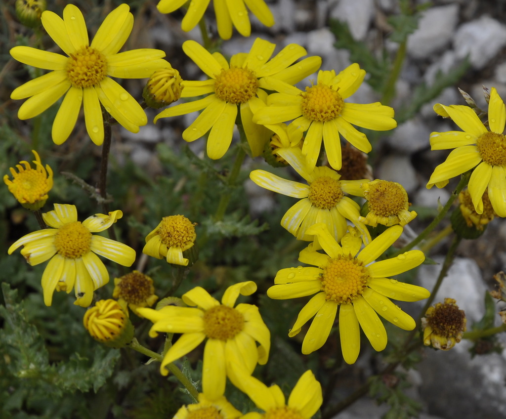 Изображение особи Senecio squalidus.