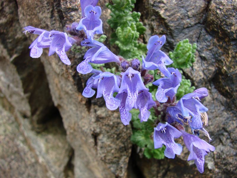 Image of Dracocephalum oblongifolium specimen.