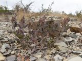 Teucrium chamaedrys