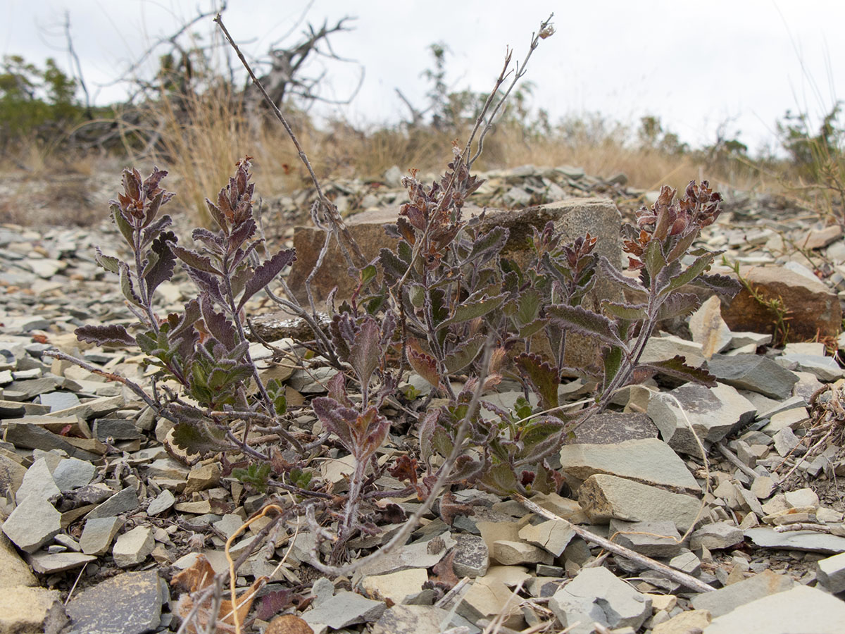 Image of Teucrium chamaedrys specimen.