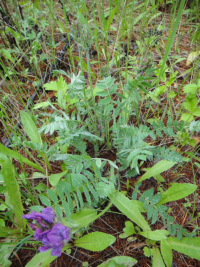 Image of Oxytropis strobilacea specimen.