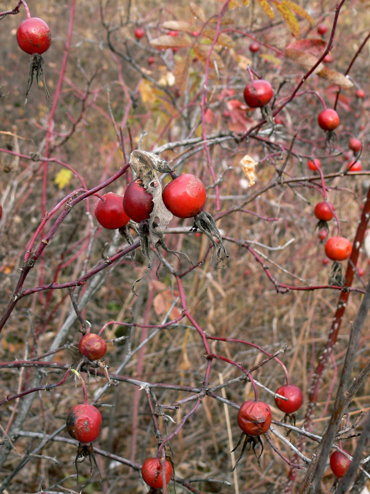 Image of Rosa cinnamomea specimen.