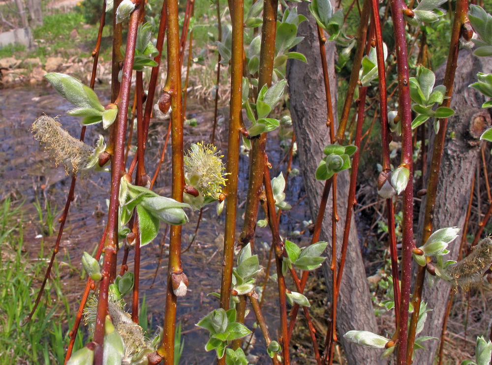 Image of Salix caprea specimen.