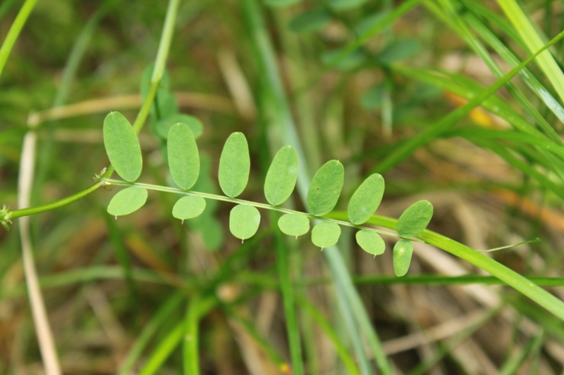 Image of Vicia sylvatica specimen.