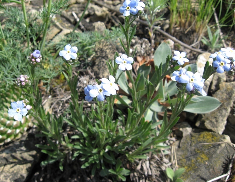 Изображение особи Eritrichium pectinatum.